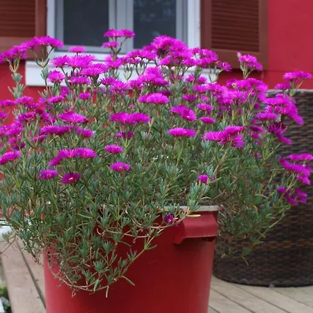 Penelope's Street Old House Apartamento *