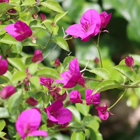 Penelope's Street Old House *